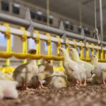 ferma - piskleta - drób